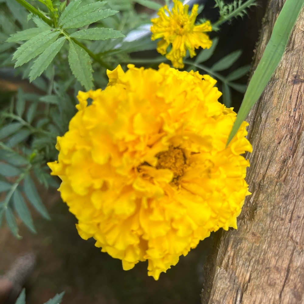 Vibrant Yellow Marigold Flower 20 seeds